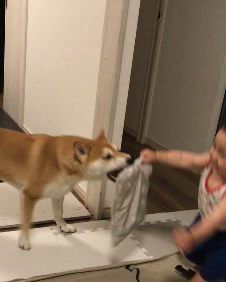 高橋みゆきのインスタグラム：「毎日これです👶❤️🐶クラ吉大好き過ぎて🎶キャッキャ言ってるよ😍 #いつもクラ吉に何か持っていって遊んで〜ってやる #最終的には取られてクラ吉のおもちゃなる #こんだけ楽しそうに見てるだけで幸せ #クラ吉お利口❣️」