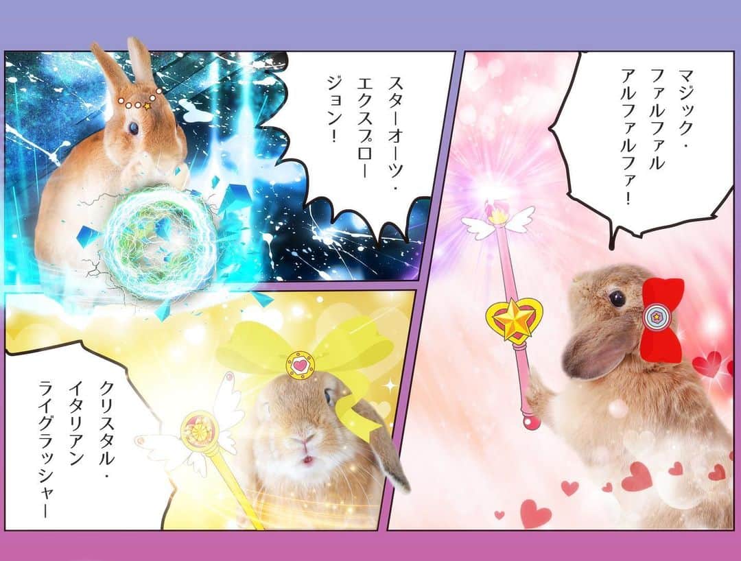 usagraphさんのインスタグラム写真 - (usagraphInstagram)「ミーチャの幼少期の写真で失礼します😂 ついに『もふもふ戦士ぷーまーみー』の必殺技が完成しました！(2枚目)  それぞれの呪文に牧草を練り込みました😂  これは浅草橋のうさぎしんぼる展に出品するリングノートの裏表紙になります(笑) アニメ化する日も近い！(嘘) ＊ ＊ ＊ #プーチンの圧倒的な破壊力 #みんなはどれがすき？ #私はマジックファルファルアルファルファ #うさぎ #rabbit #bunny #ふわもこ部  #WeeklyFluff #igersjp  #tokyocameraclub #東京カメラ部  #神戸カメラ部  #bunnystagram  #うさぎ部 #ホーランドロップ #hollandlop  #ファインダー越しの私の世界 #art_of_japan #aoj_bokeh」8月26日 21時39分 - usagraph