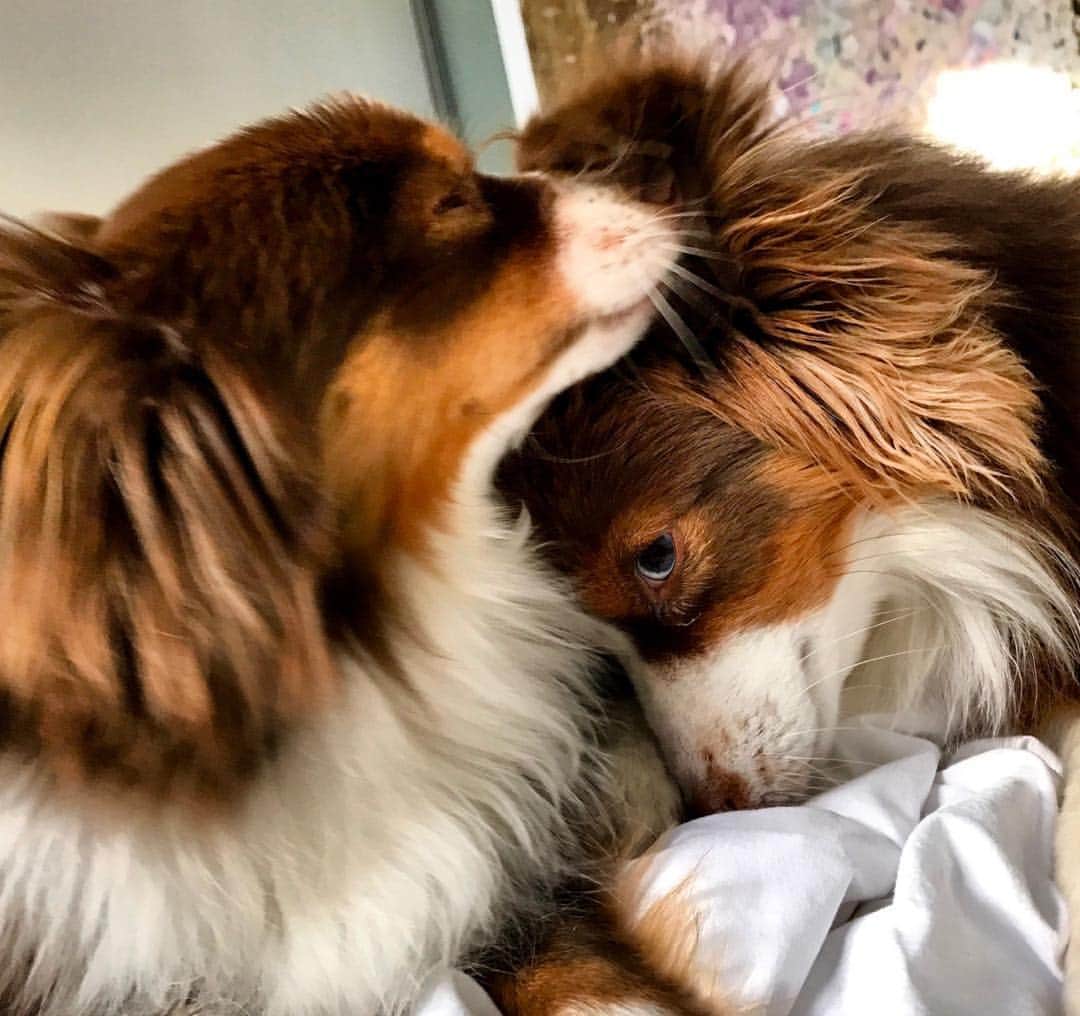 のインスタグラム：「Unconditional love. My sweetest Raja and India. #nationaldogday.🐶」