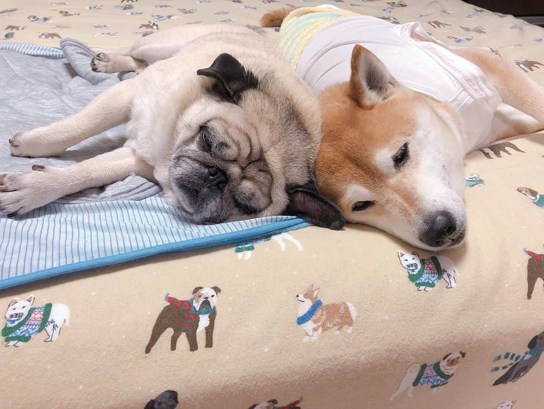 T&P Brothersさんのインスタグラム写真 - (T&P BrothersInstagram)「アジの開きのような形でおやすみなさい😂⭐️ #shiba #pug #pugstagram #dog #柴 #柴犬 #パグ #tora #pom #トラ #ポム #柴パグ #시바 #퍼그 #泥料 #巴哥」8月26日 22時10分 - tora_pom_happylife