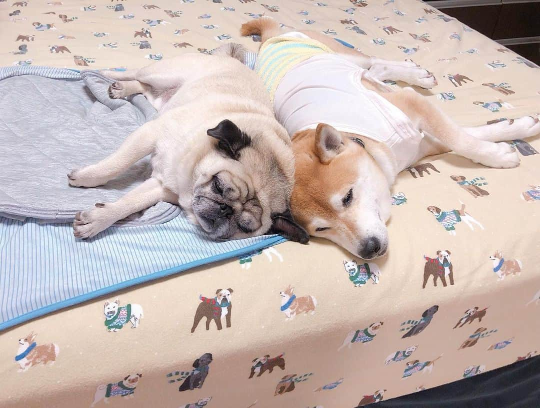 T&P Brothersさんのインスタグラム写真 - (T&P BrothersInstagram)「アジの開きのような形でおやすみなさい😂⭐️ #shiba #pug #pugstagram #dog #柴 #柴犬 #パグ #tora #pom #トラ #ポム #柴パグ #시바 #퍼그 #泥料 #巴哥」8月26日 22時10分 - tora_pom_happylife