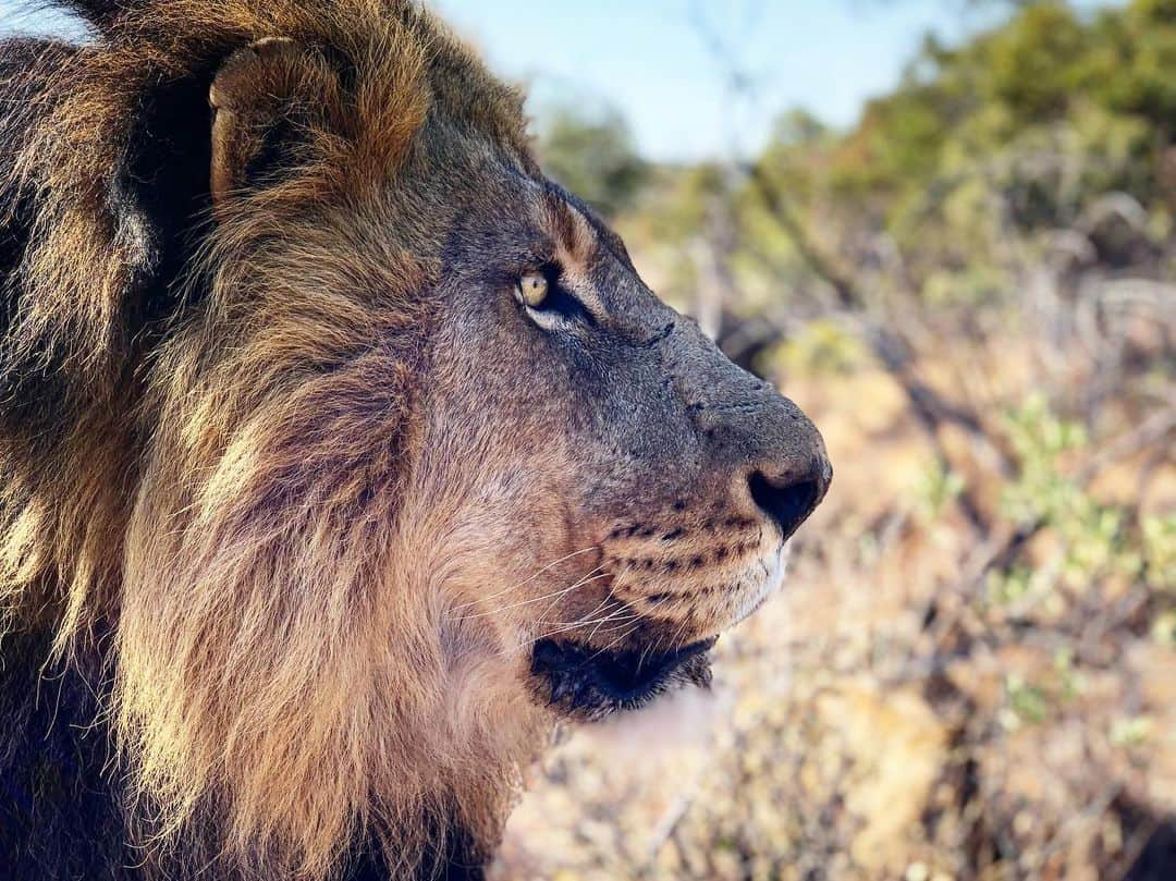 Kevin Richardson LionWhisperer さんのインスタグラム写真 - (Kevin Richardson LionWhisperer Instagram)「Out on an enrichment walk, Bobcat focuses on the movement he picks up in the distance. Lions are far sighted with better far vision than ours, but it’s at night when they come into their own with 6-7x better low light capabilities than us. I wonder why full colour vision is not important when you’re a lion? 🤔(Said tongue in cheek) #nocturnal #crepuscular #nightvision #eyesight #lion #africanlion #panther #panthera #blackandwhite」8月26日 22時05分 - lionwhisperersa