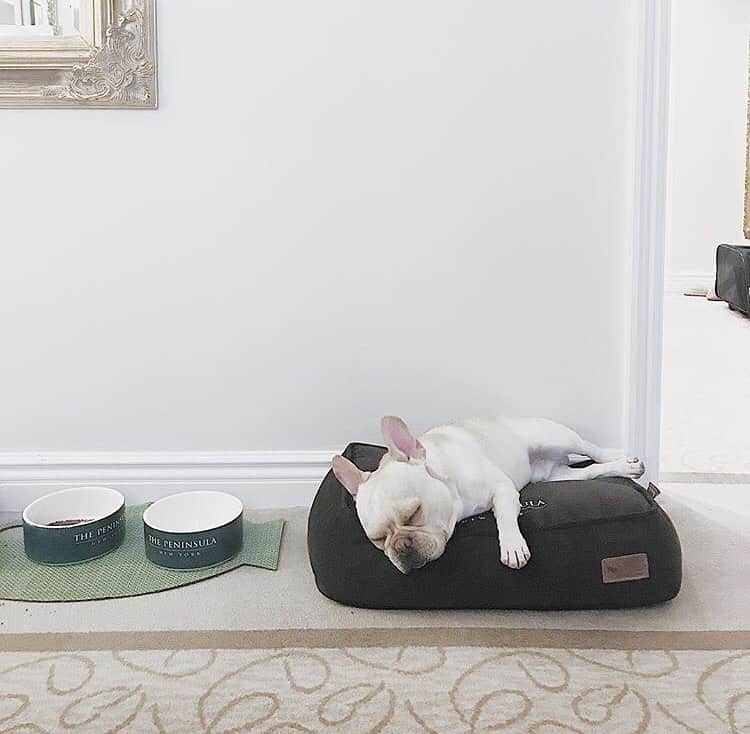The Peninsula New Yorkさんのインスタグラム写真 - (The Peninsula New YorkInstagram)「A morning snooze after a busy weekend exploring the city. Happy #NationalDogDay @mynameismangmang and all our #PenPets!」8月26日 22時12分 - thepeninsulanyc