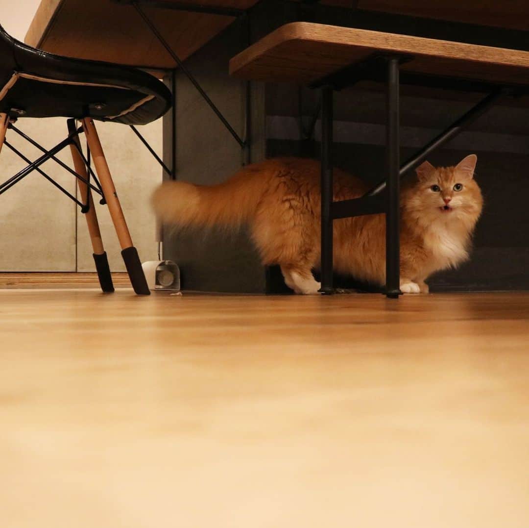 pon_0507のインスタグラム：「2019.08.26  凄い顔😂  #pon #ねこ #ネコ #マンチカン #猫 #茶白猫 #neko #cat #munchkin #munchkincat #orangecat #gingercat #cutewildanimals #inscatram #bestmeow #videobyanimals #catsofinstagram」