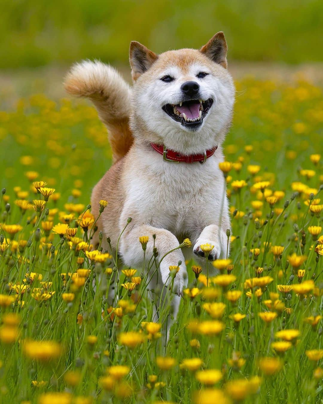 All Nippon Airwaysさんのインスタグラム写真 - (All Nippon AirwaysInstagram)「Happy International Shiba Inu Day! Well technically it’s #InternationalDogDay, but the shiba be the best.」8月26日 22時20分 - allnipponairways