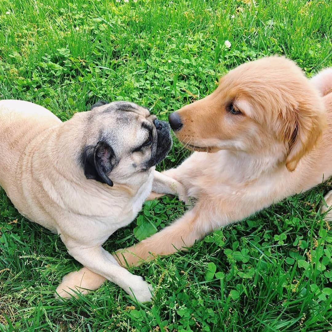 itsdougthepugさんのインスタグラム写真 - (itsdougthepugInstagram)「“A dog is the only thing on Earth that loves u more than they love themselves” -Doug • Happy #nationaldogday from me and my friends 🐶」8月26日 22時29分 - itsdougthepug