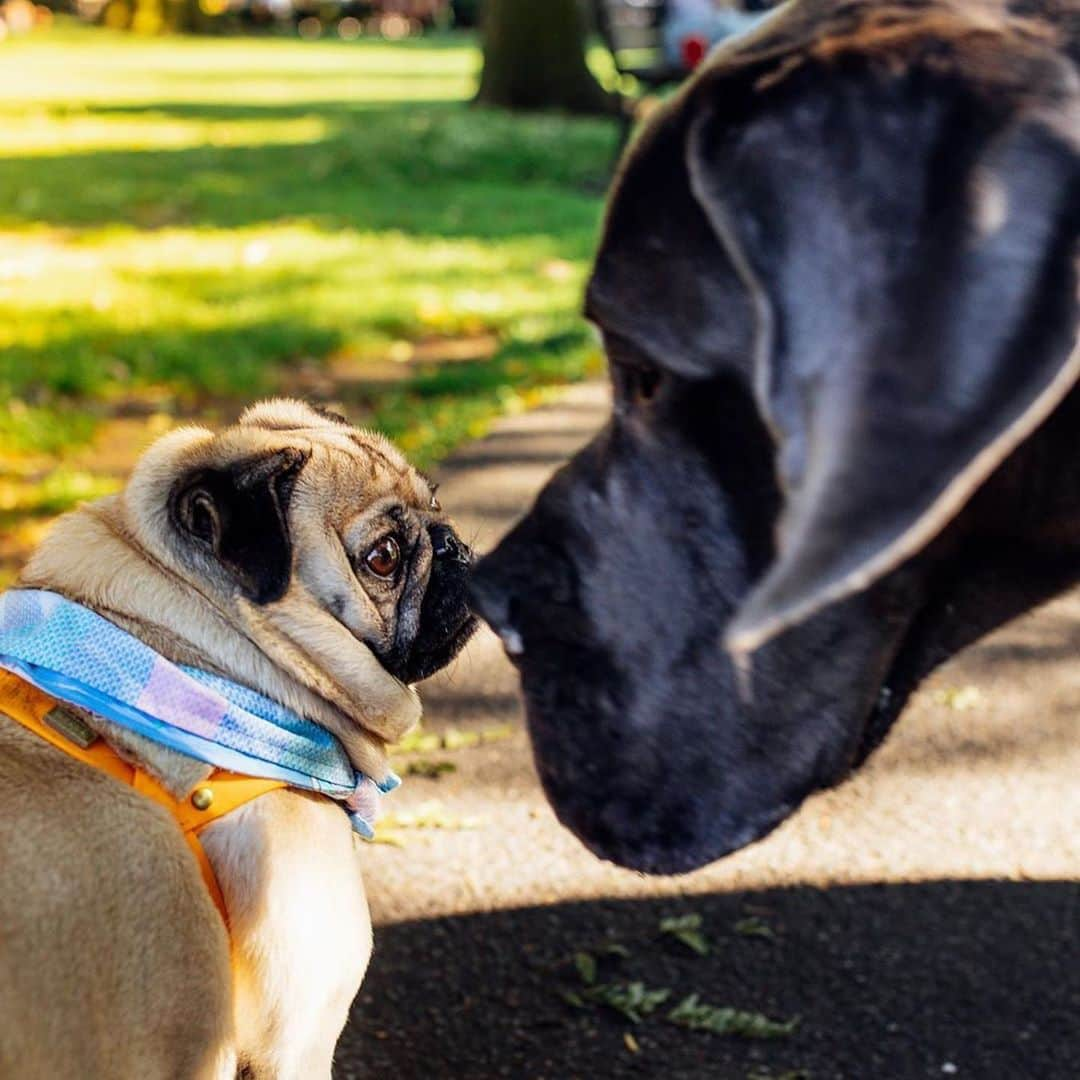 itsdougthepugさんのインスタグラム写真 - (itsdougthepugInstagram)「“A dog is the only thing on Earth that loves u more than they love themselves” -Doug • Happy #nationaldogday from me and my friends 🐶」8月26日 22時29分 - itsdougthepug