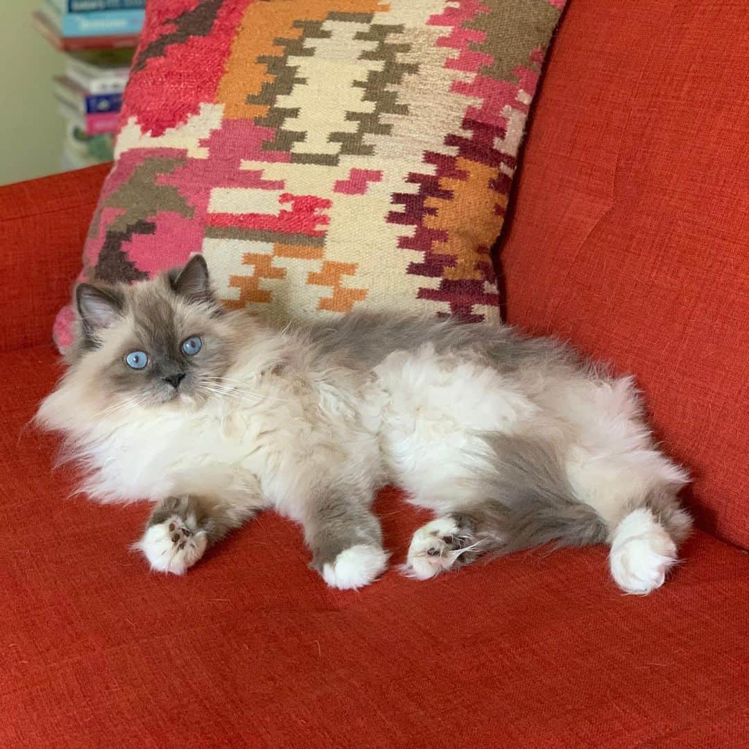 Tinaのインスタグラム：「Some cats have all the the luck. #Gorgeous #GoodHair #BabyBlues 😽」