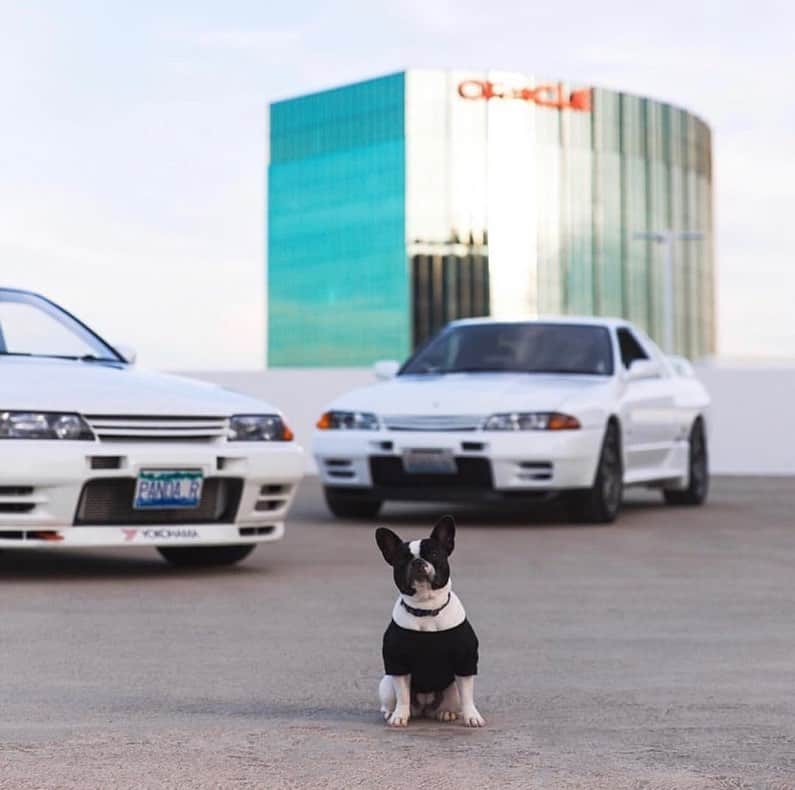 のインスタグラム：「Where my dogs at? 🐕 #InternationalDogDay  #NissanSkyline #NissanLEAF #SimplyAmazing 📷&🚗 @jazzabel」