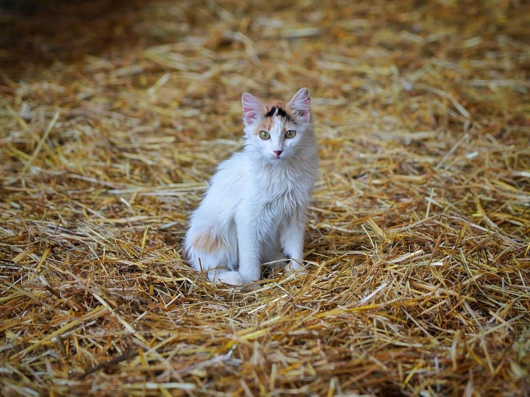 ルーカス・グラビールさんのインスタグラム写真 - (ルーカス・グラビールInstagram)「Today, I went to a cheese farm! Got to play with the sheep, cute cats and dogs, eat delicious fresh cheese and wine... Perfetto. Francesca and her mom gave me a wonderful private tour thanks to Google translate. 😂 What a great, surreal experience. #iloveanimals #farm #sheepcheese #sardinia」8月26日 22時38分 - mrgrabeel