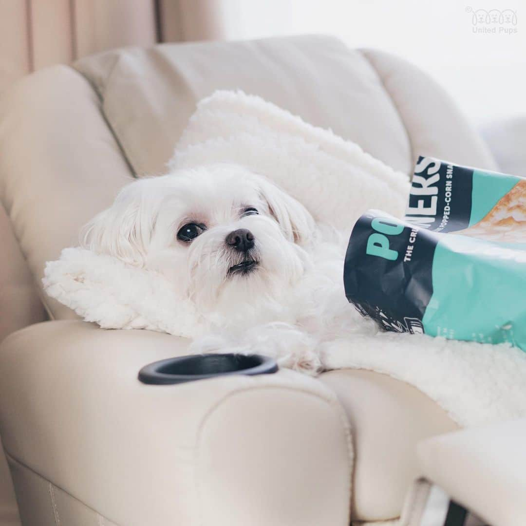 hi.arodさんのインスタグラム写真 - (hi.arodInstagram)「Love being a couch marshmallow 😏 Are you the same? ・・・・ #couchdog#couchpotato#dogonthecouch#dogsonacouch#newweeknewgoals #mondaymotivation#newweekgoals#lifeisgood#fundog#dogtakeover #idontwanttomove#maltese#dogslife #hiarod #arod #maltese #morkie #maltipom #maltipoo #말티즈  #マルチーズ #犬 #maltês #whitedog #狗 #瑪爾濟斯 #houndandlife #dog_features #love❤️ #lovedog」8月26日 22時51分 - hi.arod