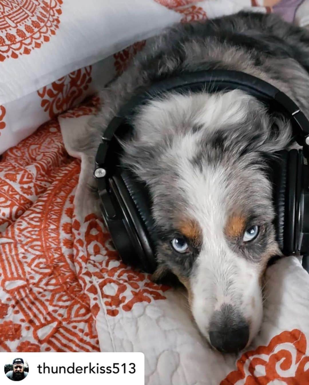 Audio-Technica USAさんのインスタグラム写真 - (Audio-Technica USAInstagram)「Happy #NationalDogDay to all of our doggy fans! 📷: @kimrunswithscissors, @thunderkiss513 and @a_stack_of_wax . . . #AudioTechnica #Pets #Dogs #Doggy #DogsofInstagram #MusicLovers #MusicGear」8月26日 23時10分 - audiotechnicausa
