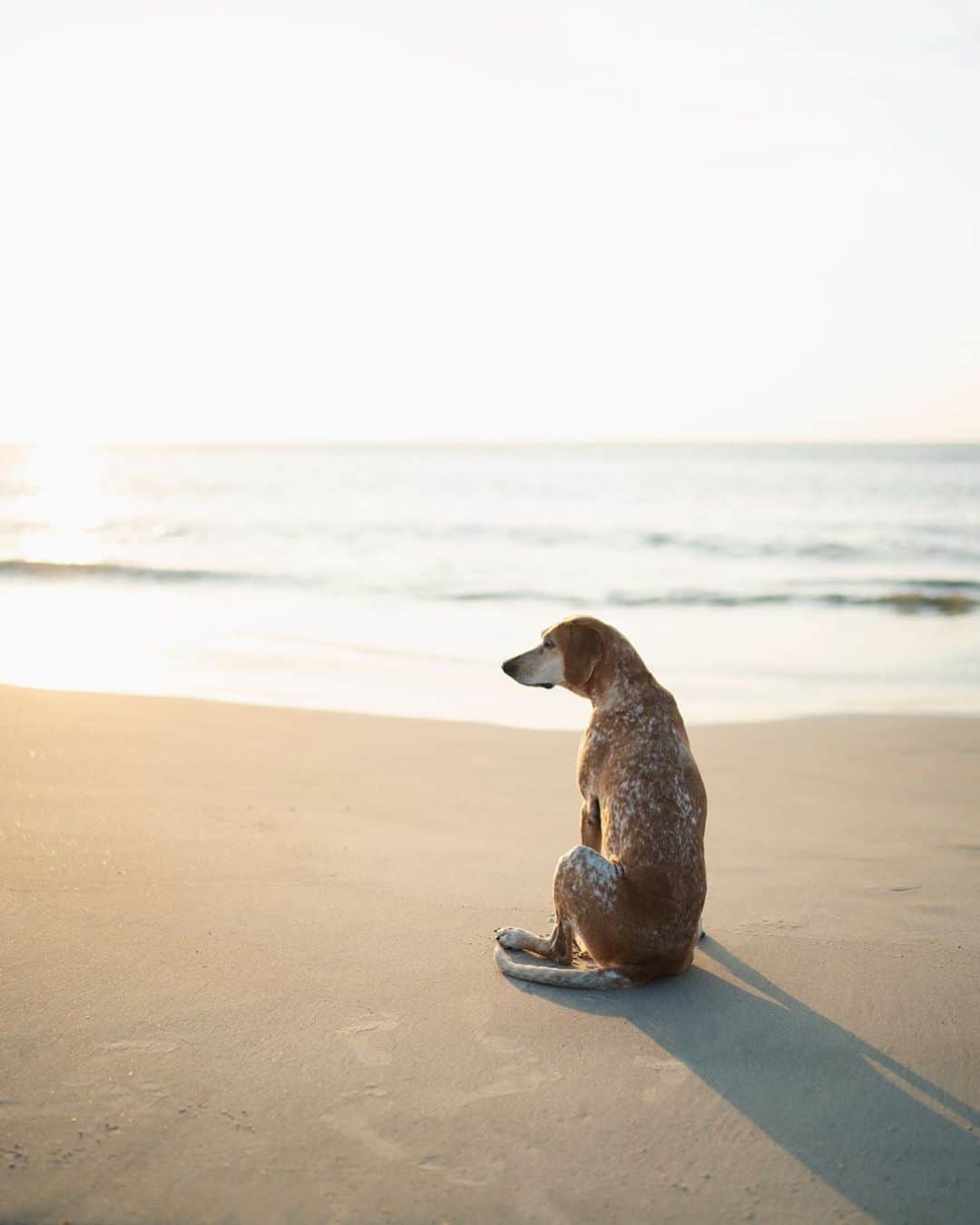 マディさんのインスタグラム写真 - (マディInstagram)「Going back to where you’re from is a sort of pilgrimage for the soul, it’s good to sit and be still and feel where you came from. When you know where you’re from ya can know where to go. ⁣ ⁣ Being here reminds me of growing watermelons with my Granddaddy, those things love sandy soil. His seeds weren’t the Bradfords, at least I don’t reckon so, they were some other type I never see these days. They were solid green like a Bradford but his were round. I’ll never forget him teaching me to never pickup a watermelon before rolling it over with my foot to check for black widow spiders.⁣ ⁣ I can feel the sadness of knowing my kin won’t have continuity with this place anymore. I’m the end, the path turned another direction. I feel that deeply because my Great Great Grandfather is buried in a family cemetery here. WW2 and building Camp Lejeune took the last large slice of my families old land, a “donation” my Grandfather spoke of fondly knowing our part in helping, and now finally an expanding Hwy 17 took the rest. ⁣ ⁣ But it doesn’t feel like a loss, a sadness yes, but not a loss. In the past that would be confusing to me but I like that both are true to me now.」8月26日 23時53分 - thiswildidea