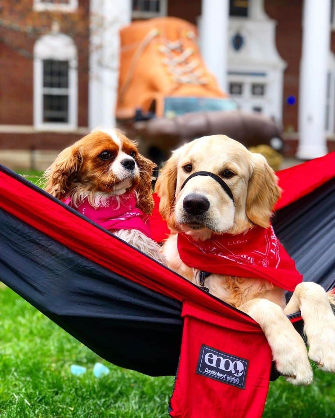 L.L.Beanさんのインスタグラム写真 - (L.L.BeanInstagram)「Happy #NationalDogDay! Wishing you and your four-legged friends a great day outside with plenty to wag about. (📷: @bootmobile) . . . . . #summer #hammock #hammockhangs #dogs #dogsofinsta #dogsofinstaworld #retrievers #outdoordogs #llbeanpets」8月27日 5時27分 - llbean