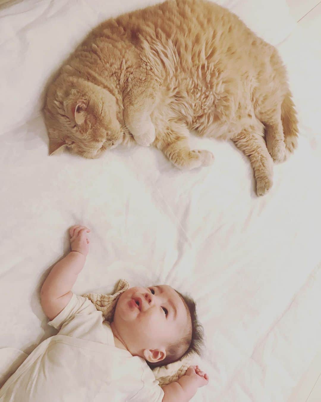 濱中鮎子のインスタグラム：「微かにきな粉饅頭みたいなやつを認識しだしました。微かにです。  今日のTo do リストは半分も出来なかったけど、また明日がんばろー！  #チャイ坊の子守録  #チャイ坊とお嬢  #丸が2人  #夕方の黄昏泣き？ #耳をつんざくような泣き声😂 #私も一緒に泣いたら #お嬢は泣き止み #坊は心配して #その後の夕飯準備を見守ってくれました #優しい男  #眠すぎ #おやすみ  #cat #ネコ #小心者の親分 #チャイ坊 #チャイ #chai #britishshorthair #ブリティッシュショートヘア #クラッシュフェイス #ぶチャイく #愛の交歓」