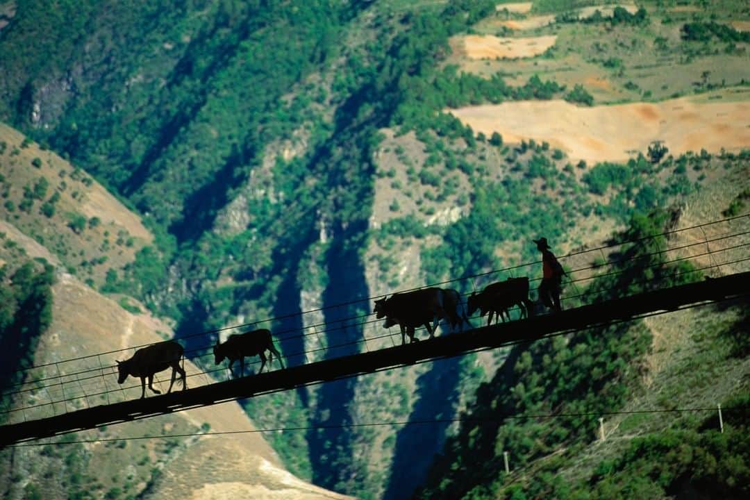 Michael Yamashitaさんのインスタグラム写真 - (Michael YamashitaInstagram)「A herdsman leads his cattle across a bridge suspended high above a chiseled gorge carved by the Mekong River — the Mother of Waters and a vital artery providing sustenance for much of southeast Asia.  #Yunnan #China #mekong」8月27日 0時00分 - yamashitaphoto
