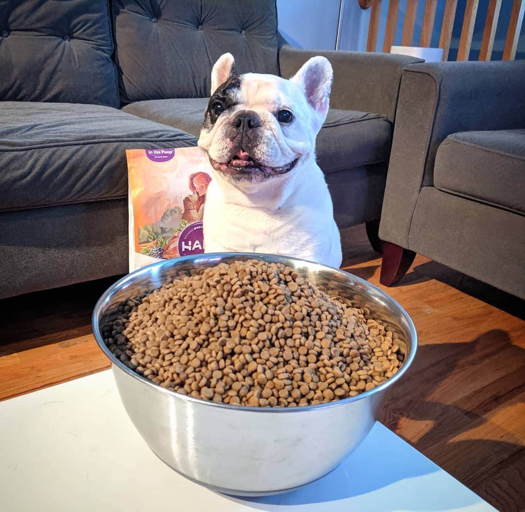 Manny The Frenchieさんのインスタグラム写真 - (Manny The FrenchieInstagram)「I'm gonna need a bigger bowl!! 😃 Happy national dog day to all my pups!! #treatyoself  @halopets #NationalDogDay」8月27日 0時00分 - manny_the_frenchie