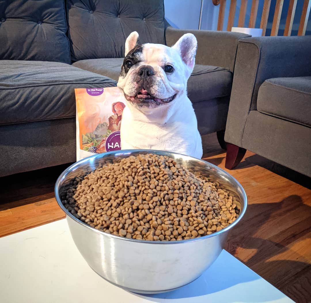 Manny The Frenchieのインスタグラム：「I'm gonna need a bigger bowl!! 😃 Happy national dog day to all my pups!! #treatyoself  @halopets #NationalDogDay」
