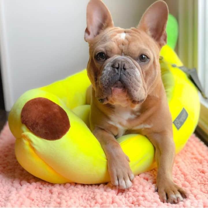 のインスタグラム：「How could a banana bed not a-peel to everypawdy? 🐾 (📸: @amari.the.frenchie) #NationalDogDay」