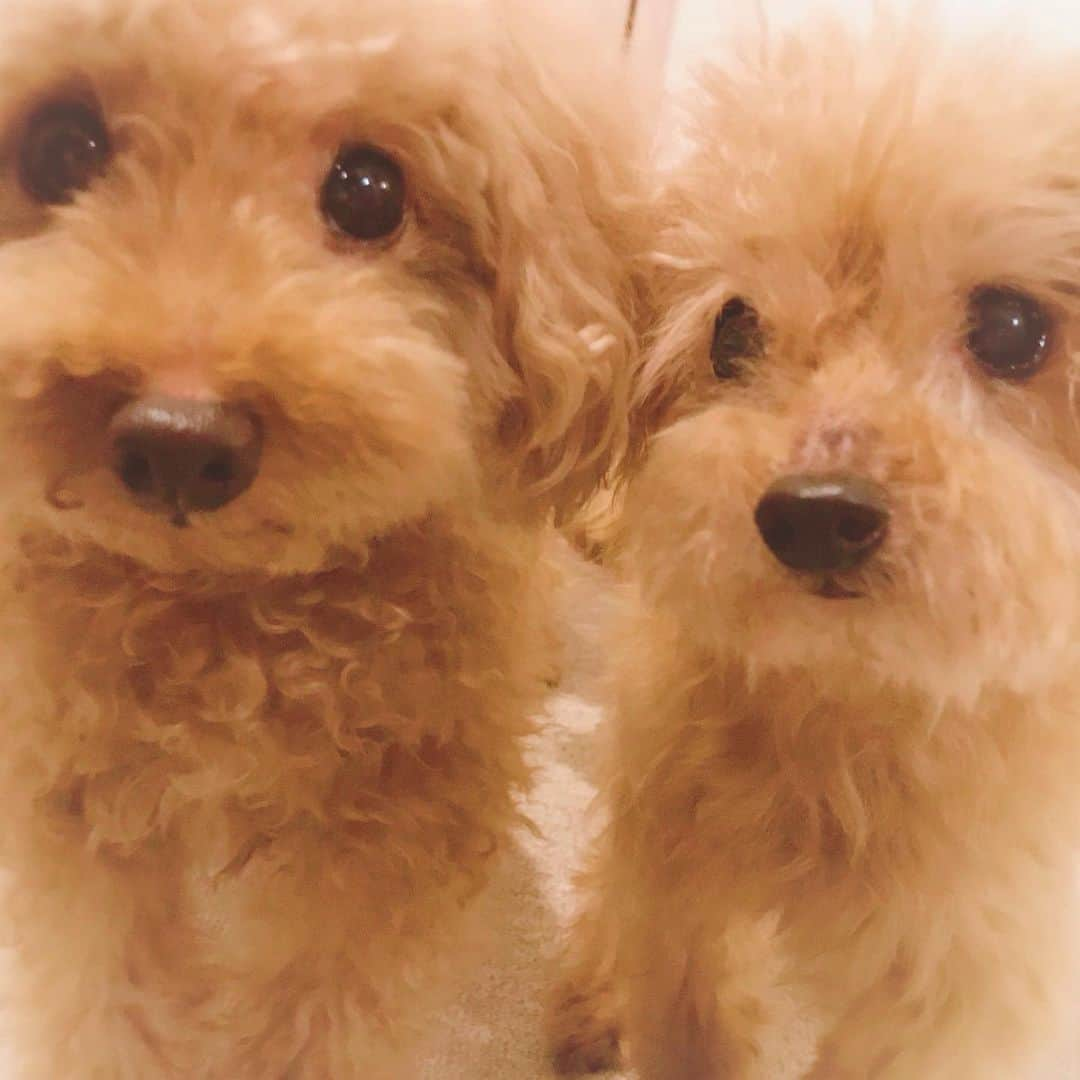 えれなさんのインスタグラム写真 - (えれなInstagram)「我が家のアイドル🐩✨ 今日8/27で、もみじが16歳になりました🥰🎂✨ 年々、老化も進み。 大変な事や心配な事もありますが、もみじが一生懸命歩いたり、ご飯を食べたり、腕の中で寝てる姿は愛しくてたまりません😌❤️ 先日、たまたまお会いした方に。  生き仏様みたいだね〜。と声をかけていただきました😂  確かに😆❣️たまに生き仏様みたいな表情をしていますwww（10枚目の写真は特に！） これからも、もみじタイムでゆっくりでいいから元気でいてね💋✨ #toypoodle #momiji #birthdaygirl #16yearsold #love #family #もみじ #16歳 #可愛すぎるお婆ちゃん #はなびのお母さん #れもんみんとのお婆ちゃん #老犬介護 #生き仏様 #もみじをみると自然と笑顔になれるよ #愛しくてたまらない #もみじ大好き #お誕生日おめでとう #えれな」8月27日 0時03分 - elena1982312