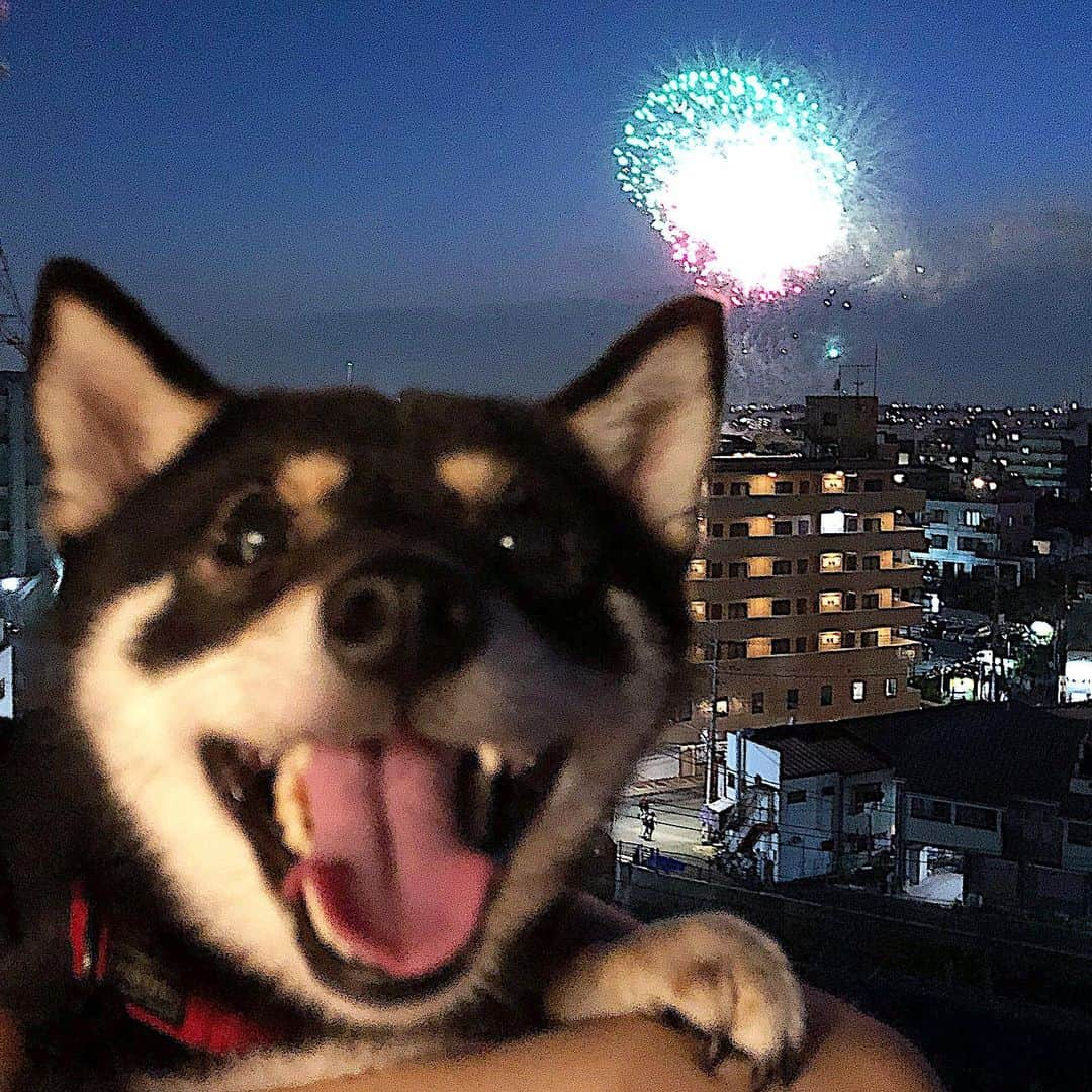 まめ丸さんのインスタグラム写真 - (まめ丸Instagram)「* * 【スワイプしてね🐶❣️】 今年も『はなび🎇』 みんなでみれたよー🐶💓 --------------------------------- ほかのお写真はブログにのせたよ🐶📖 ストーリーかプロフィールからみてね⭐︎ * fireworks🎇🐶❣️ --------------------------------- I updated my blog🐶💓 The URL is in my profile. Please visit it if you have time❣️ * #ぼくは音はぜんぜんへいき #こわいものしらず 💡よく質問もらう、このお気に入りのポーターの首輪はハイライトの楽天roomにのせてるよ🐶💡 * #柴犬#豆柴#柴#黒柴#犬#ふわもこ部#shiba#shibainu#shibastagram#shibadog#puppy#instadog#dogstagram#dog#instashiba#petstagram#pet#cutepetclub#강아지#멍스타그램#doglover#ilovemydog#weeklyfluff#楽天roomに載せてます#roomインフルエンサー」8月27日 0時07分 - mamemarukun