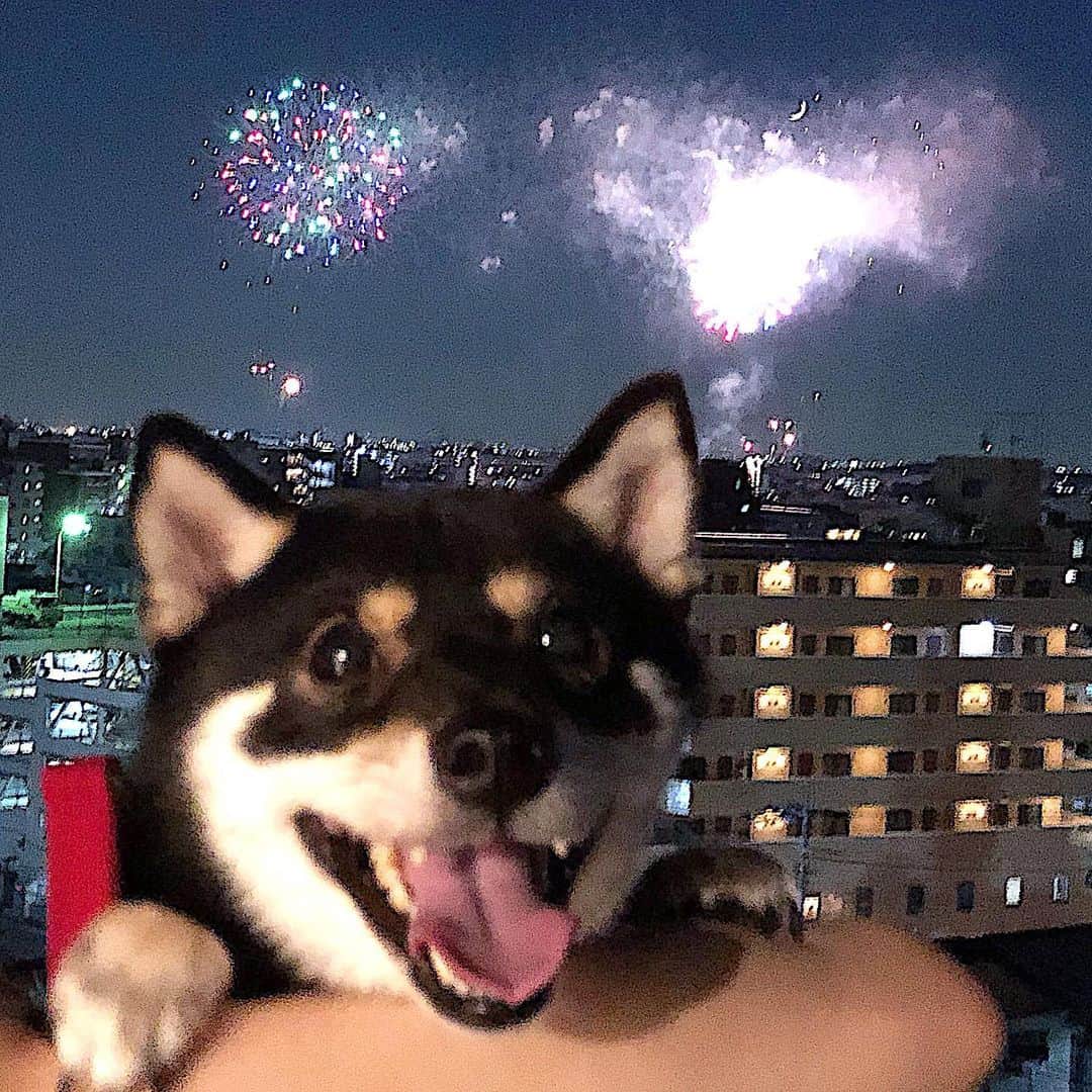 まめ丸のインスタグラム：「* * 【スワイプしてね🐶❣️】 今年も『はなび🎇』 みんなでみれたよー🐶💓 --------------------------------- ほかのお写真はブログにのせたよ🐶📖 ストーリーかプロフィールからみてね⭐︎ * fireworks🎇🐶❣️ --------------------------------- I updated my blog🐶💓 The URL is in my profile. Please visit it if you have time❣️ * #ぼくは音はぜんぜんへいき #こわいものしらず 💡よく質問もらう、このお気に入りのポーターの首輪はハイライトの楽天roomにのせてるよ🐶💡 * #柴犬#豆柴#柴#黒柴#犬#ふわもこ部#shiba#shibainu#shibastagram#shibadog#puppy#instadog#dogstagram#dog#instashiba#petstagram#pet#cutepetclub#강아지#멍스타그램#doglover#ilovemydog#weeklyfluff#楽天roomに載せてます#roomインフルエンサー」
