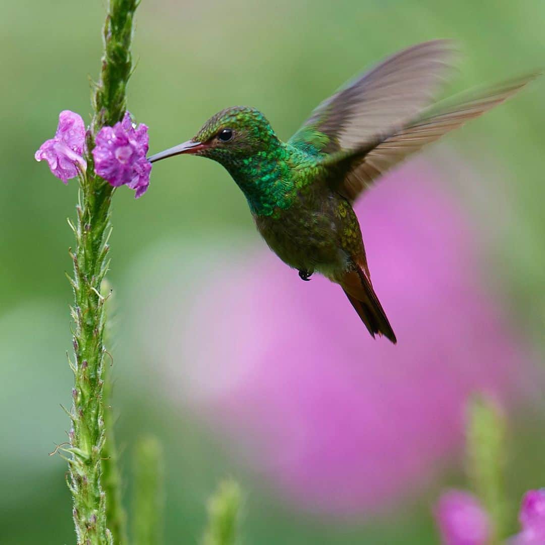 のインスタグラム：「La parabola del colibrì Si narra, che in una grande e antica foresta ricca di alberi vivessero anche tantissimi animali. Ma con l’arrivo dell’estate questa foresta divenne arida e secca, con innumerevoli incendi. Il fuoco si diffuse rapidamente e gli animali spaventati, iniziarono a fuggire. In mezzo alla confusione, un piccolo colibrì cominciò a volare nella direzione opposta a quella del resto degli animali. Volando volando, il colibrì arrivo su un lago e iniziò a prendere piccole gocce d’acqua per gettarle sopra le fiamme. Leoni, giraffe, elefanti e altri animali, stupiti, guardavano il piccolo uccellino fare avanti e indietro. A un certo punto in coro chiesero: – Cosa stai facendo? Dove stai andando? Perché non scappi dal fuoco? Il colibrì si fermò solo un momento e rispose: – Questa foresta è la mia vita, il mio nido e tutto ciò che ho costruito, così come per tutti voi. Non voglio che scompaia e mi farebbe stare molto male sapere che avrei potuto fare qualcosa per salvarla e non ho fatto nulla. Ecco perché sto volando verso il lago nel mezzo della foresta, raccolgo dell’acqua nel mio becco e la butto sopra le fiamme per mitigare il fuoco. Il resto degli animali rispose: – Sei pazzo, poche gocce non serviranno per calmare le fiamme. Non puoi spegnerlo da solo. Allora il colibrì rispose: – È possibile ma io sto facendo la mia parte. – E continuò il suo instancabile volo verso il lago.  #animali #ambiente #natura #facciolamiaparte #clima #incendi #incendioforestal #climatechange #nature #photography #naturephotography #travel #love #photooftheday #landscape #summer #instagood #beautiful #naturelovers #art #picoftheday #sunset #flowers #mountains #wildlife #adventure #green #life」