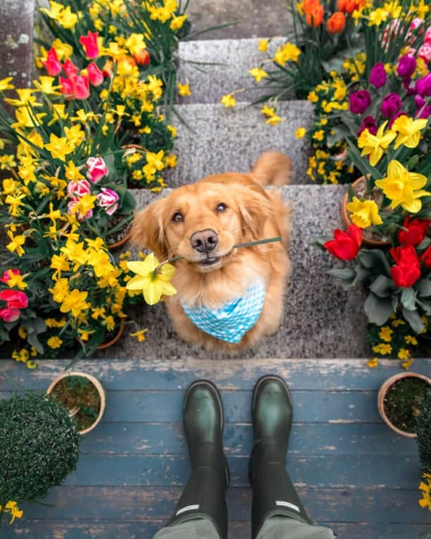 Tumblrさんのインスタグラム写真 - (TumblrInstagram)「we got you this flower for #InternationalDogDay!⁠ #tumblrstaffpicks: @kieljamespatrick⁠  #dogstagram #doglover #petsofinstagram」8月27日 0時35分 - tumblr