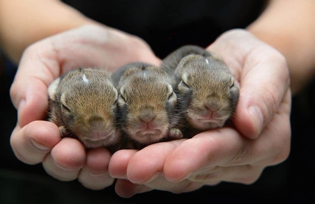 Baby Animalsさんのインスタグラム写真 - (Baby AnimalsInstagram)「The most adorable triplets I have ever seen!」8月27日 1時32分 - thebabyanimals