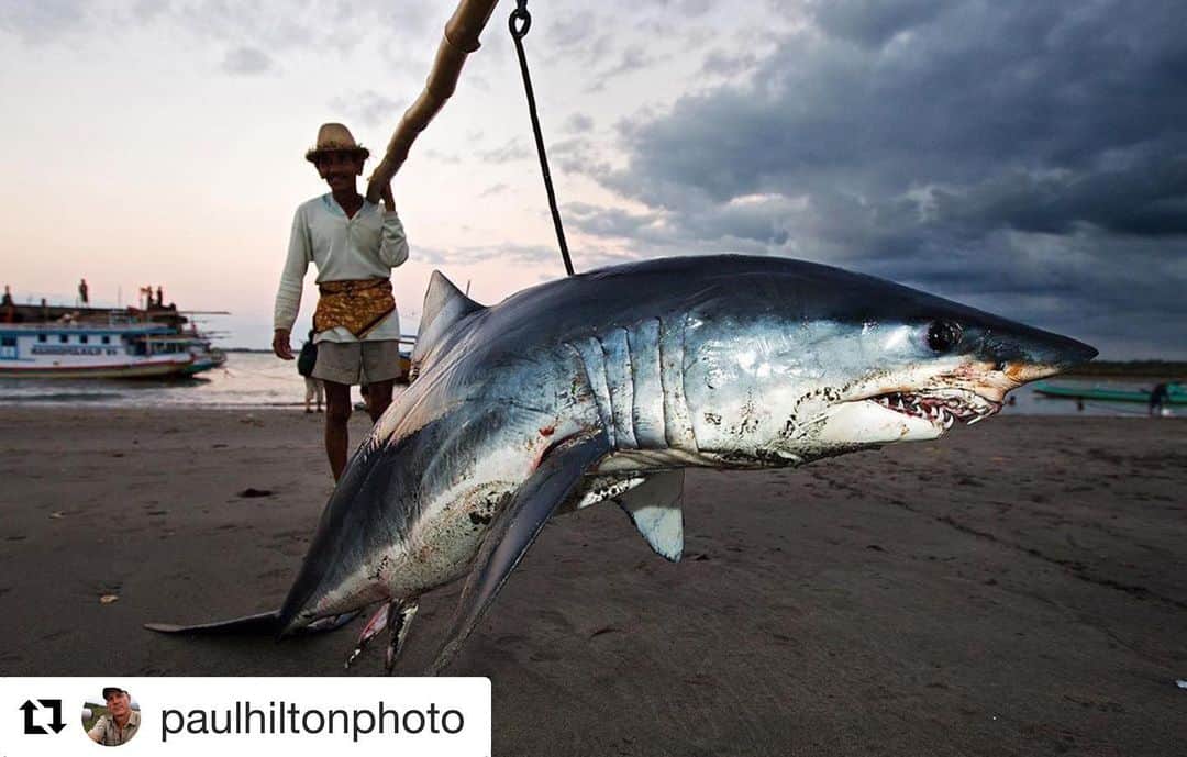 ブリアナ・エヴィガンのインスタグラム：「#Repost @paulhiltonphoto with @get_repost ・・・ I’ve been documenting the fin trade for over two decades now. I can’t believe we are still fighting for shark protection. Breaking news-  Mako sharks were just awarded extra protection at #coP18 to be awarded an Appendix II listing. This level of protection helps, but there will always more work to do. The vote must be confirmed at the meetings final plenary session later this week. Join us in keeping this attention at #CITES4SHarks to ensure the vote passes. With every signature and every post we are creating a healthy and abundant ocean. Link in @shawnheinrichs bio #TurningTheTide @sealegacy」