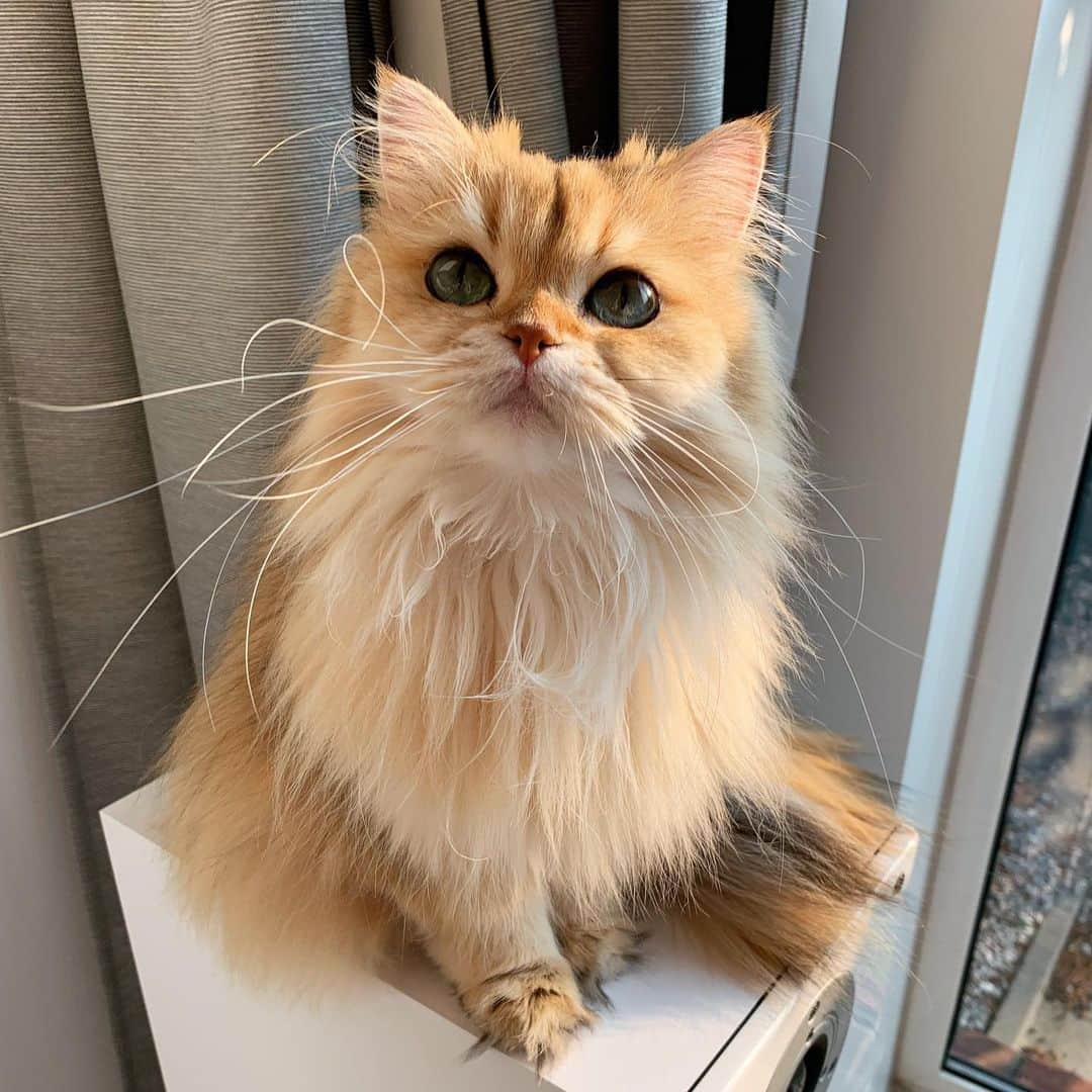 Smoothieさんのインスタグラム写真 - (SmoothieInstagram)「There’s a whole rollercoaster of whiskers going on.」8月27日 1時40分 - smoothiethecat