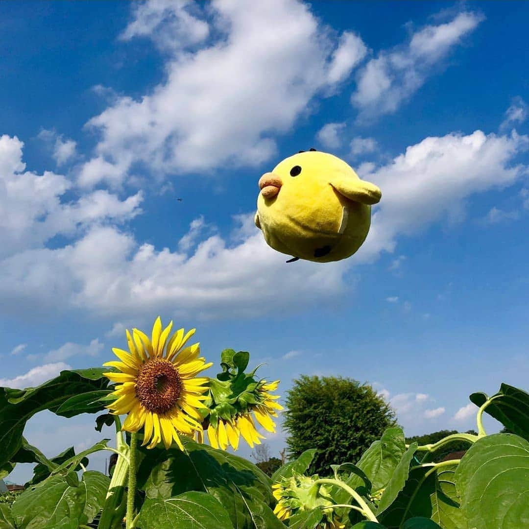 Rilakkuma US（リラックマ）さんのインスタグラム写真 - (Rilakkuma US（リラックマ）Instagram)「With a little effort and a nice breeze, even Kiiroitori can take flight! We adore this whimsical photo taken by @bakera3916! . . . #rilakkumaus #rilakkuma #sanx #kiiroitori #plush #summer #sunflower #bluesky #リラックマ #サンエックス」8月27日 1時39分 - rilakkumaus