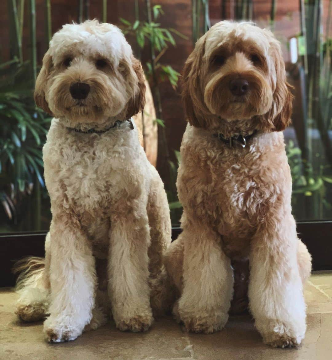 ハル・ベリーさんのインスタグラム写真 - (ハル・ベリーInstagram)「Do my boys got the leg fluff game on LOCK or what? Happy #NationalDogDay from Roman & Jackson! 💖💖」8月27日 1時43分 - halleberry