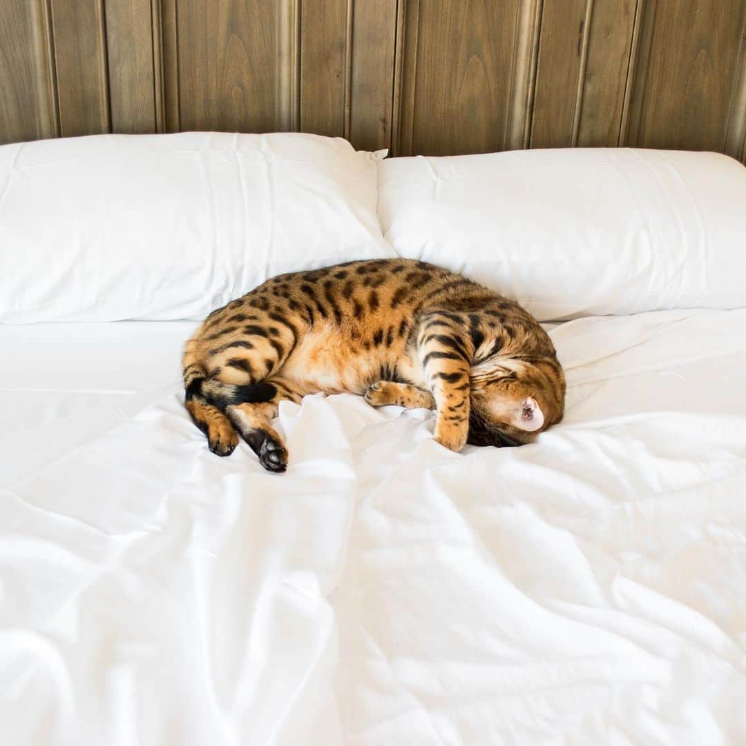 Bensonさんのインスタグラム写真 - (BensonInstagram)「Can I have 5 more minutes? .  Bed sheets from: @cozyearthbedding」8月27日 1時44分 - bensonthebengal
