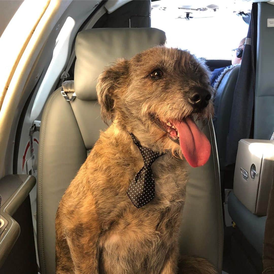 ドリース・メルテンスのインスタグラム：「Happy international 🐶 day」