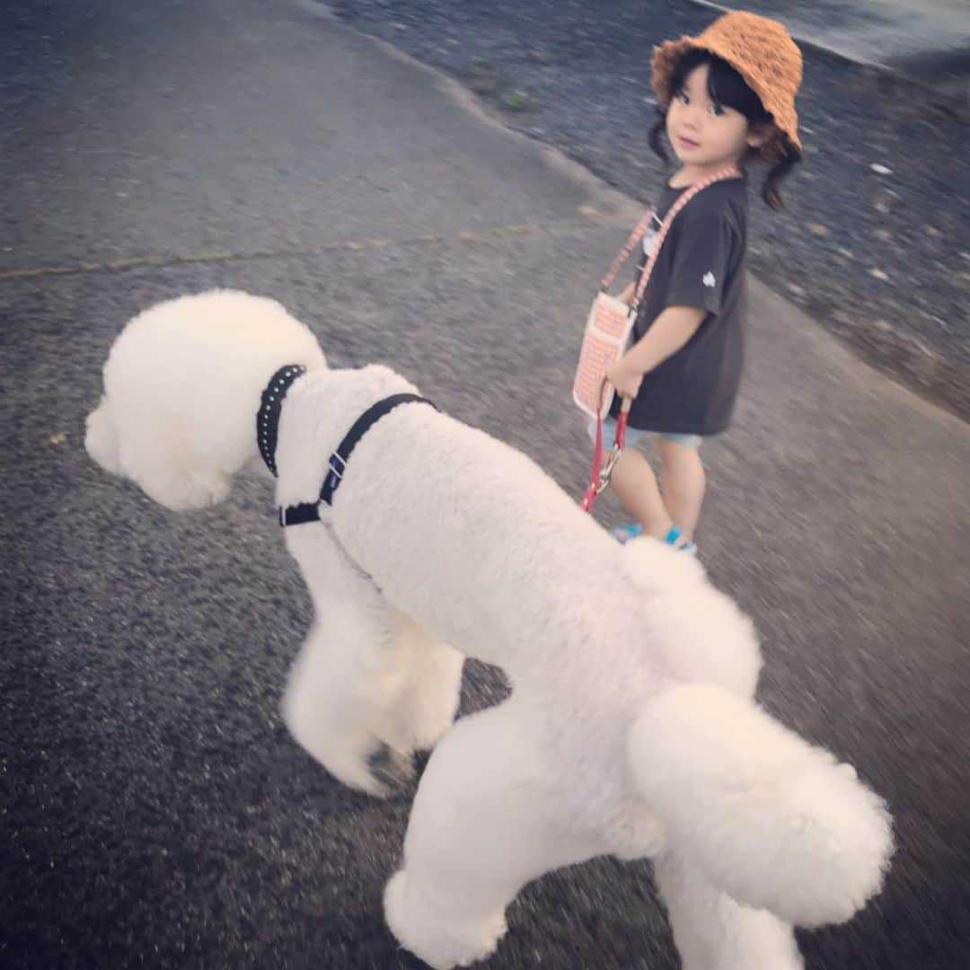 たまねぎさんのインスタグラム写真 - (たまねぎInstagram)「. . １０月で１１歳になるりっくん。 元気な3歳児の相手は大変です😅 . まめちゃん、なんて言ってるのか意味不明（笑） . . #standardpoodle #dog #lovedogs #poodlesofinstagram #スタンダードプードル #大型犬と子供 #poodle #dogstagram #east_dog_japan #いぬのいる生活 #もふもふ部 #わんこ部 #子どもと犬  #kidsanddog #ママリ #キズナ #コドモノ #いこーよ #いぬのきもち #犬と暮らす #いぬなしでは生きていけません #3歳 #お散歩」8月27日 1時56分 - tamanegi.qoo.riku
