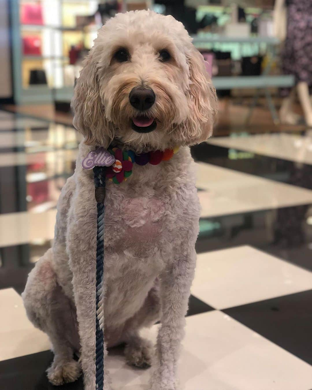 Bloomingdale'sさんのインスタグラム写真 - (Bloomingdale'sInstagram)「We're obsessed, fur real 😍🐶 Happy #NationalDogDay! Do you bring your pup to Bloomie's? . . . . . . . #DogsOfInstagram #Pupstagram #CutePetClub #DogLove #PuppyLife #Bloomies59」8月27日 1時57分 - bloomingdales