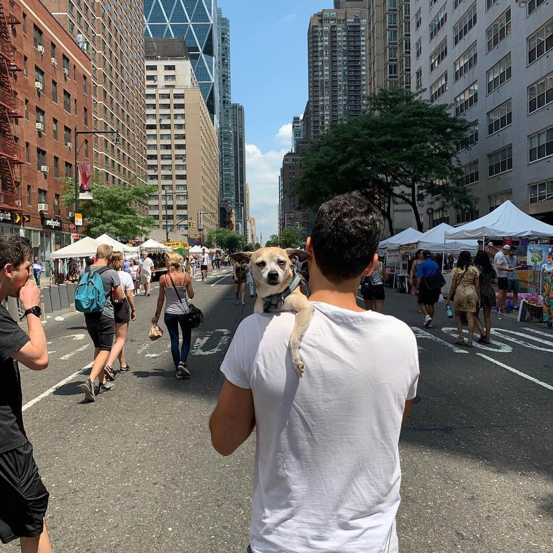 ベラミー・ヤングさんのインスタグラム写真 - (ベラミー・ヤングInstagram)「My heart is broken: Bean lost her very valiant fight against heart failure this weekend.  She loved every minute of her last chapter here in #NYC- loved her work family, loved everything there was to sniff on the streets, loved elevator rides, her first street fair, even her little potty patch on the terrace.  Her spirit was so radiant, but her little body just gave out. She fought so hard- but it just gave out. I miss her every minute.  Bean made everyone who met her feel calm & safe & loved. From strangers on the street to animals I was fostering to anyone she conned into covering her up with her favorite blanket. She spread love constantly. Please hold her in your heart & go be extra kind to each other today. She was such a dear, sweet light in this world, continuing to spread that love seems the only legacy good enough for her.  I'll miss her forever.  #MyBean on her last #InternationalDogDay ❤️💔❤️💔❤️💔❤️」8月27日 2時10分 - bellamyyoung