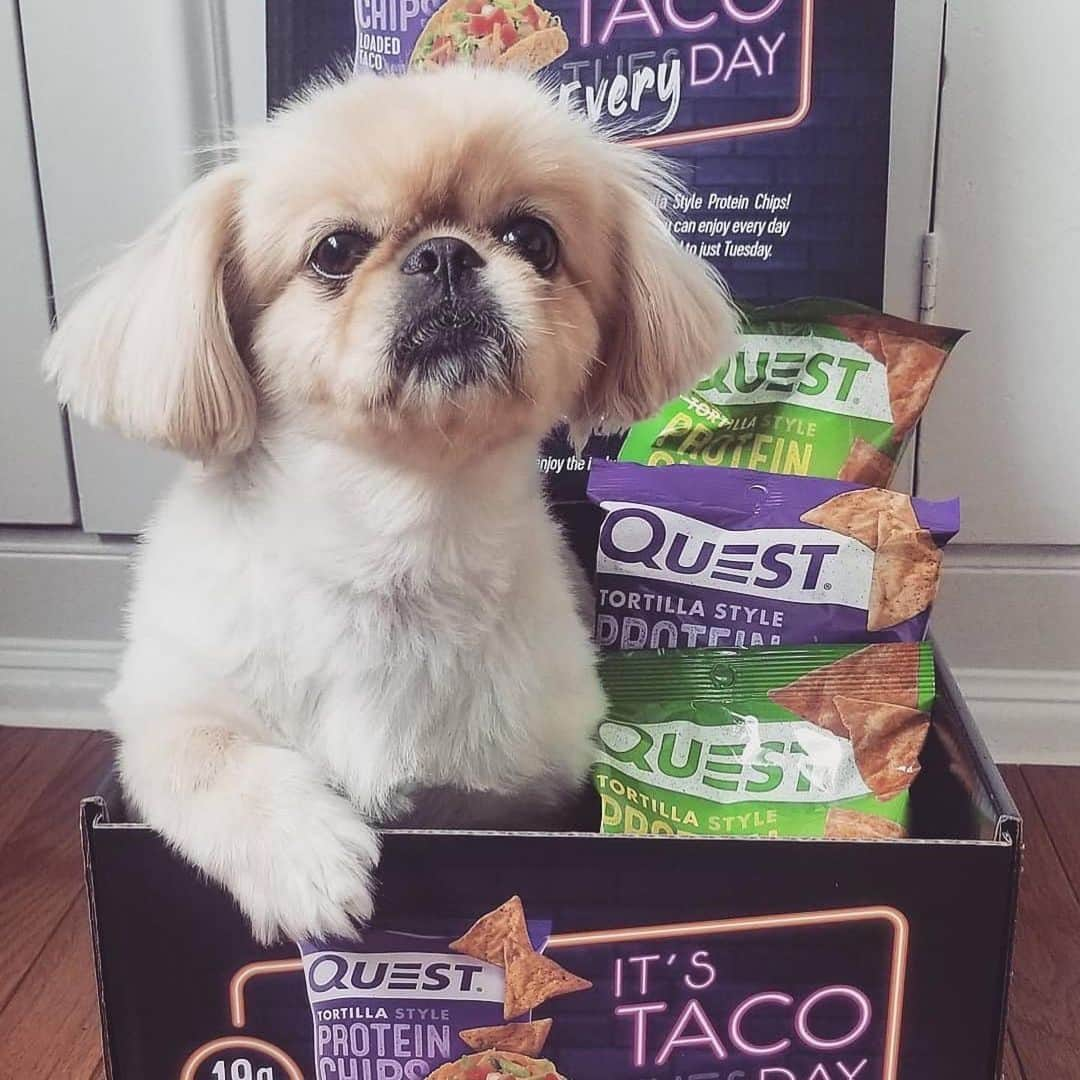 questnutritionさんのインスタグラム写真 - (questnutritionInstagram)「Happy #NationalDogDay! 🐶 Swipe & meet some of the #QuestSquad puppies. 😊」8月27日 2時19分 - questnutrition