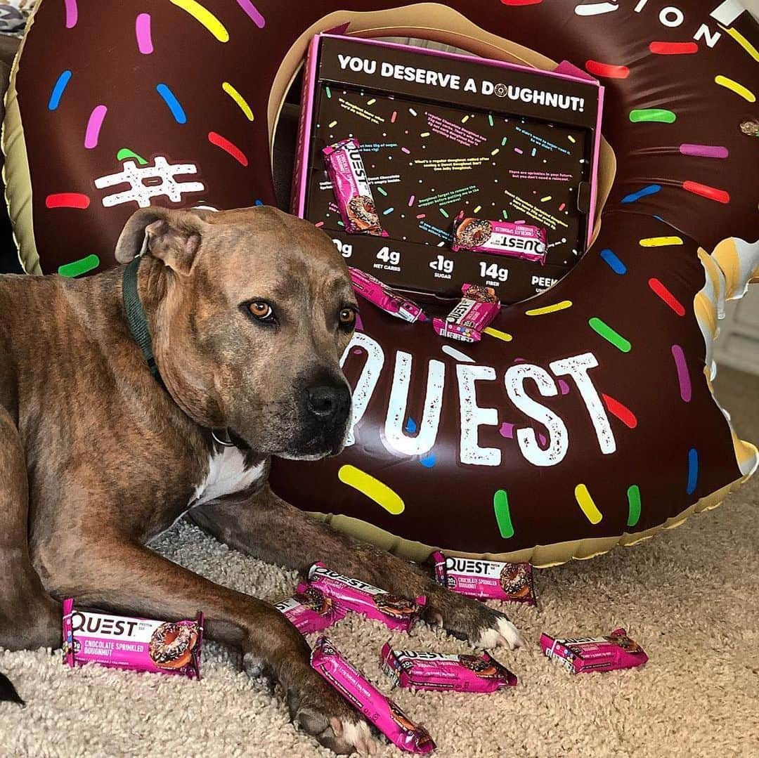 questnutritionさんのインスタグラム写真 - (questnutritionInstagram)「Happy #NationalDogDay! 🐶 Swipe & meet some of the #QuestSquad puppies. 😊」8月27日 2時19分 - questnutrition