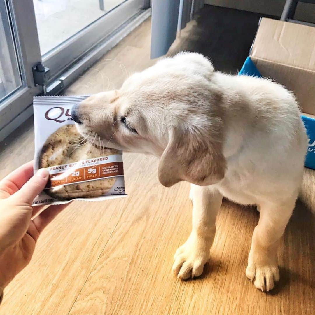 questnutritionさんのインスタグラム写真 - (questnutritionInstagram)「Happy #NationalDogDay! 🐶 Swipe & meet some of the #QuestSquad puppies. 😊」8月27日 2時19分 - questnutrition