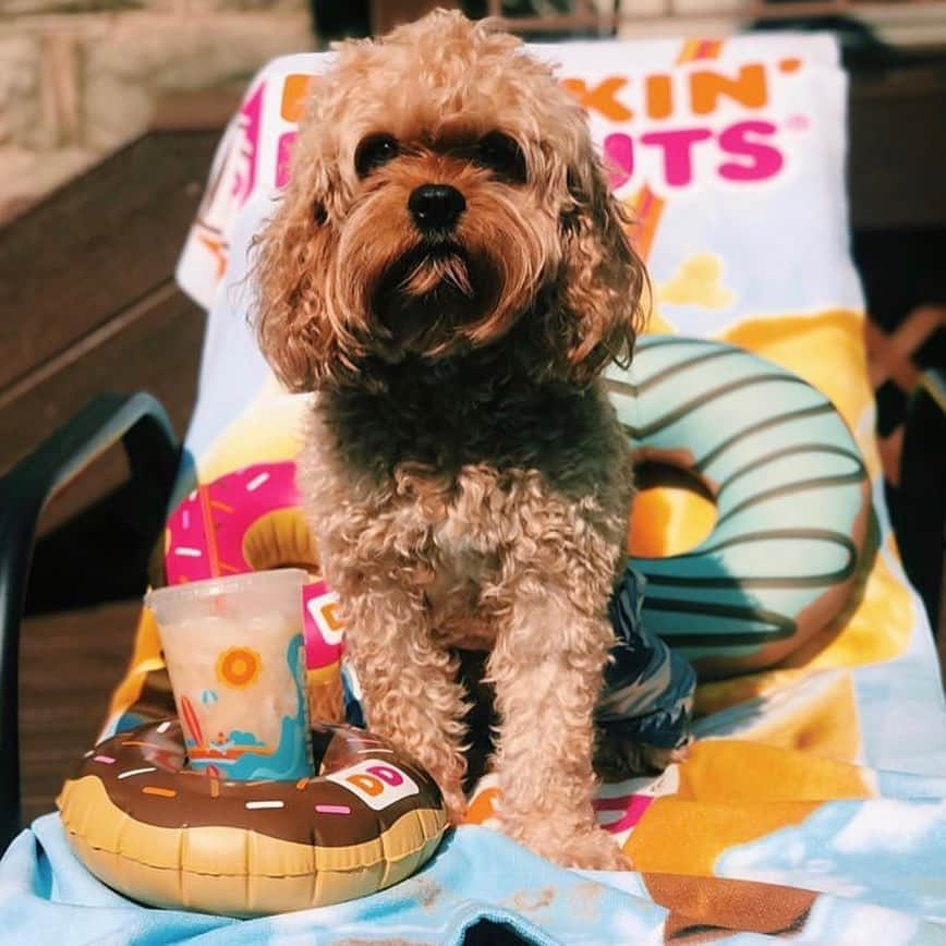 ダンキンドーナツさんのインスタグラム写真 - (ダンキンドーナツInstagram)「#DogsofInstagram, Dunkin’ edition 🐶」8月27日 2時33分 - dunkin