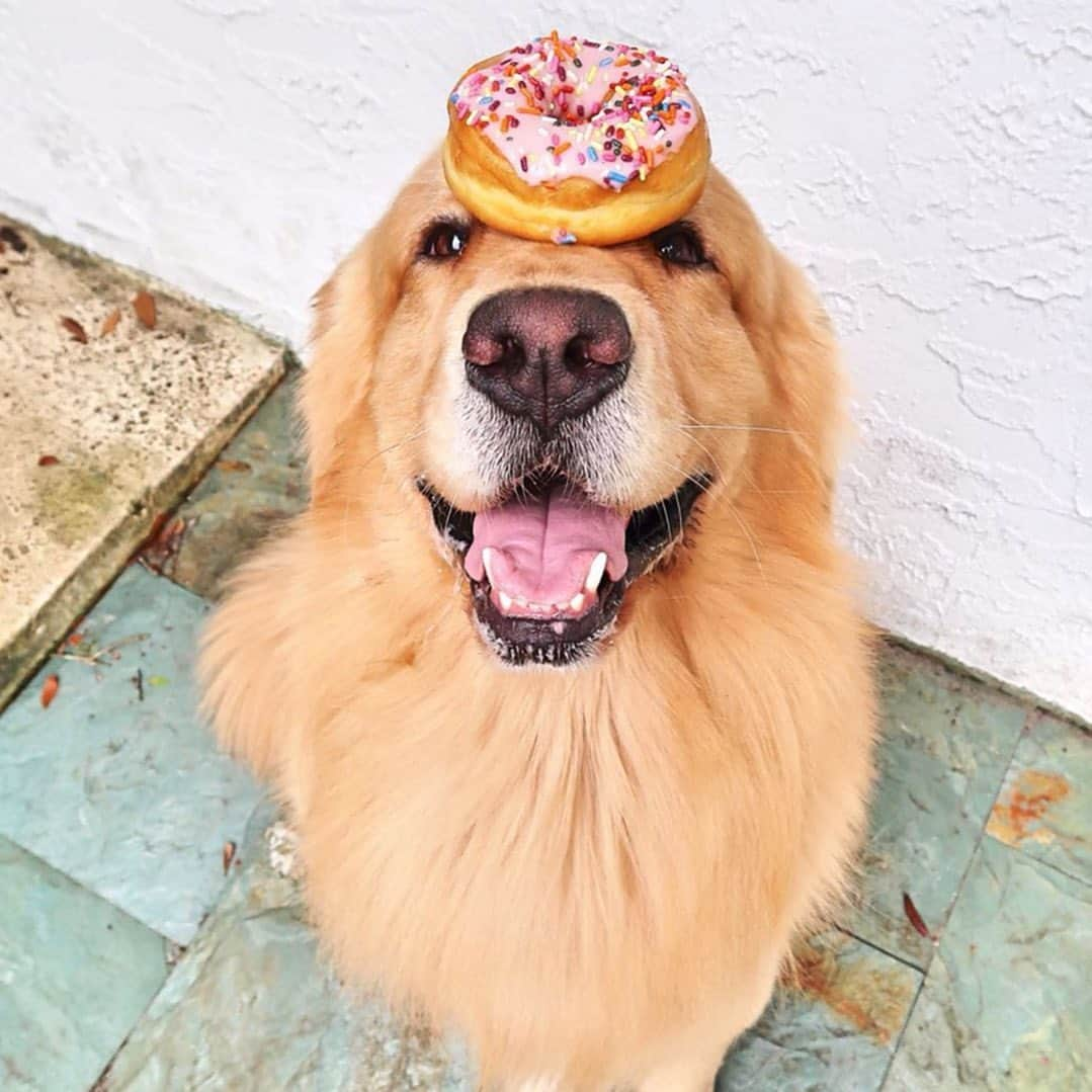 ダンキンドーナツさんのインスタグラム写真 - (ダンキンドーナツInstagram)「#DogsofInstagram, Dunkin’ edition 🐶」8月27日 2時33分 - dunkin