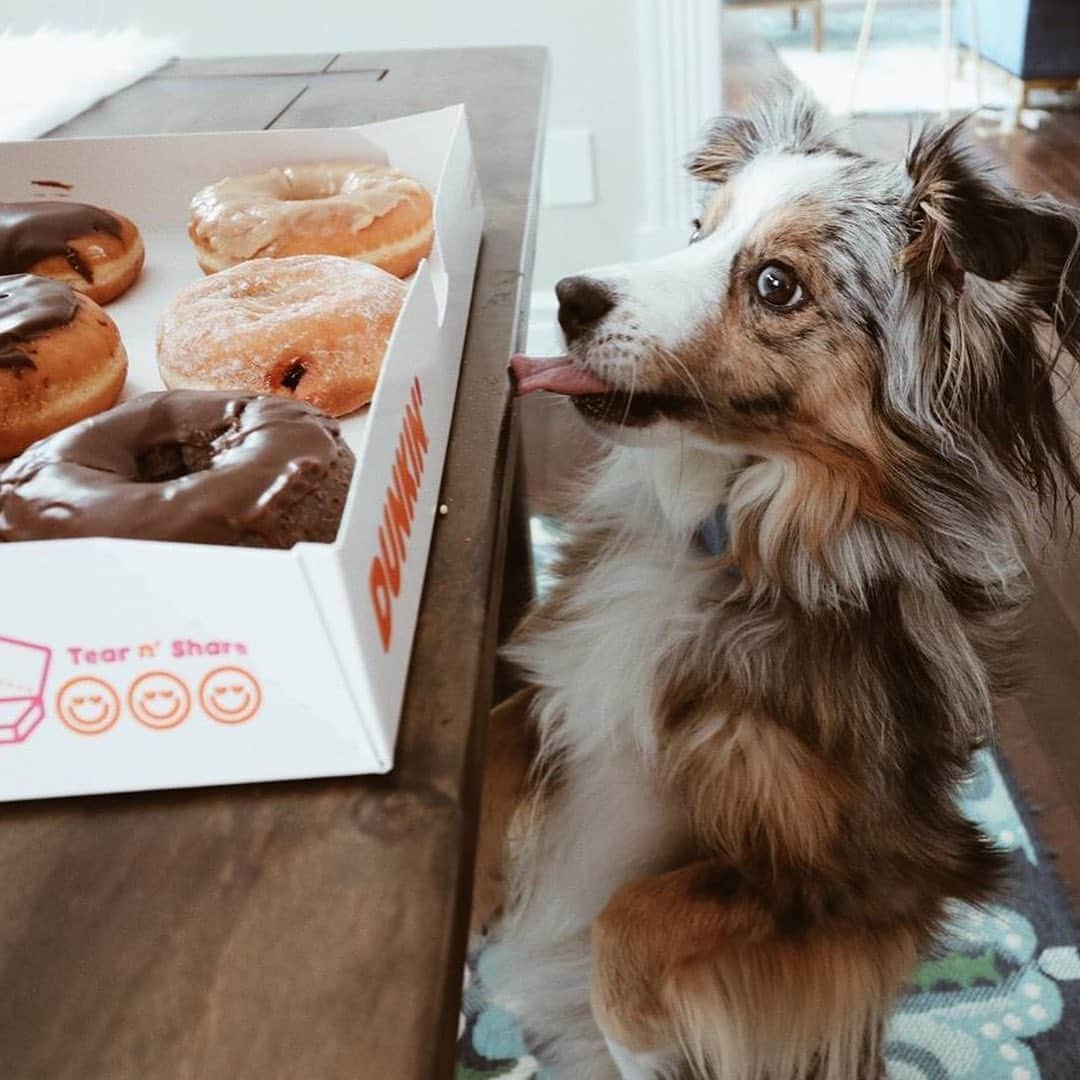 ダンキンドーナツさんのインスタグラム写真 - (ダンキンドーナツInstagram)「#DogsofInstagram, Dunkin’ edition 🐶」8月27日 2時33分 - dunkin