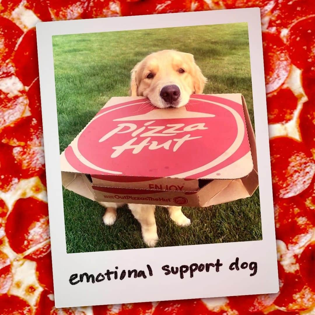 Pizza Hutさんのインスタグラム写真 - (Pizza HutInstagram)「We trained him well. #NationalDogDay • • • • 📸: @goldenboyoakley」8月27日 2時30分 - pizzahut