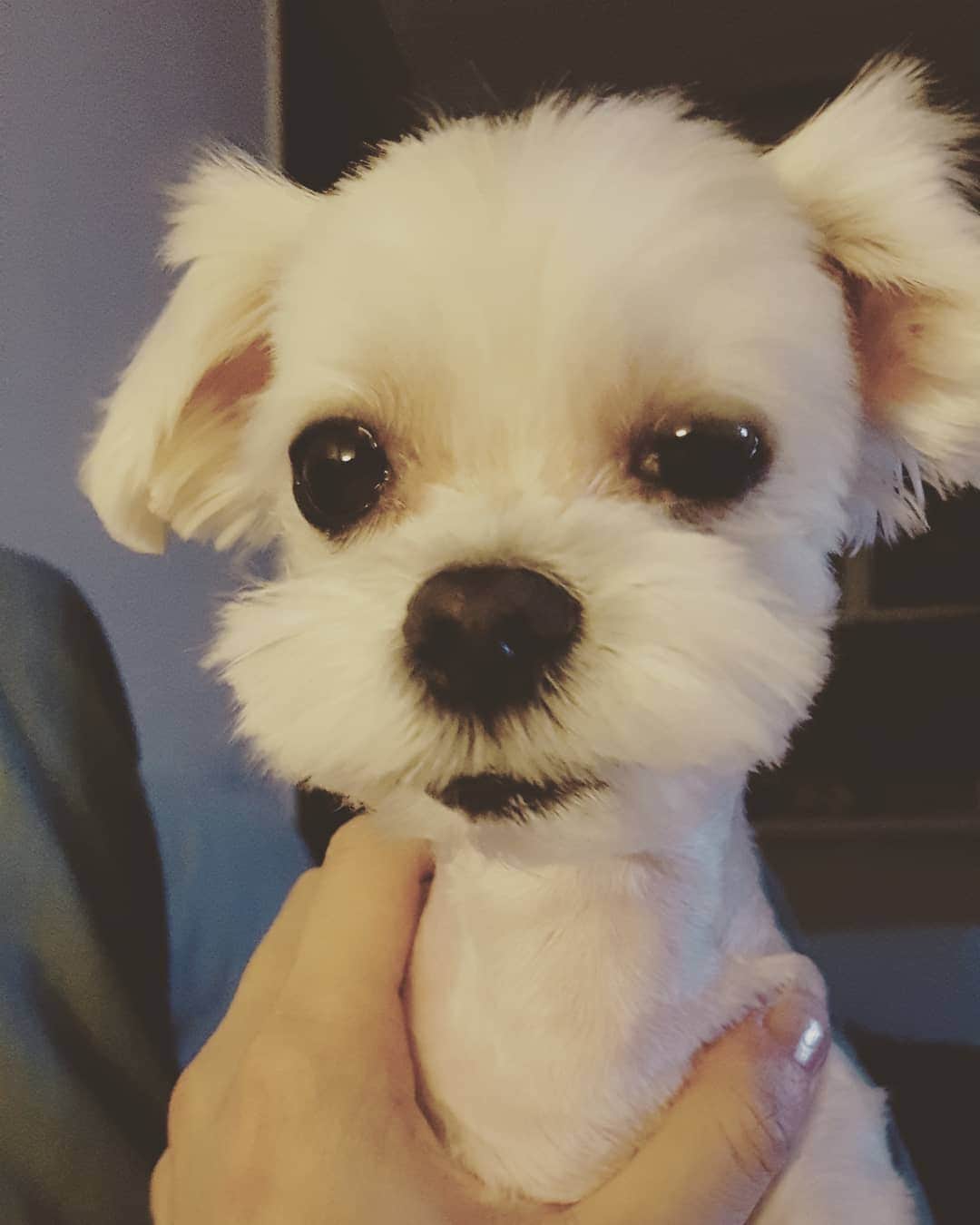 ホ・ジョンミンのインスタグラム：「이발 시켰는데 #틸다스윈튼 닮았다 #여행이영어로뭐지」