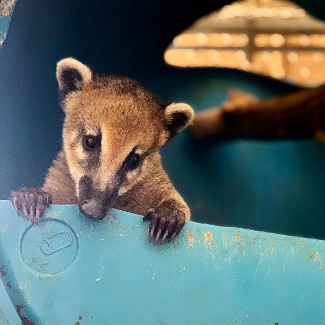 Zoological Wildlife Foundationさんのインスタグラム写真 - (Zoological Wildlife FoundationInstagram)「Meet Rocket!😍 One of our tiniest and most unique residents here at ZWF! Rocket is a coatimundi, or also known as a South American raccoon!🦡 Did you know that coatis feed by using their long noses, poking them under rocks and into crevices. Unlike raccoons, these guys are not nocturnal! They spend most of their day feeding, grooming and resting.🌞💚🐾 #coati #coatimundi #southamericanraccon #captiveborn」8月27日 2時44分 - zwfmiami