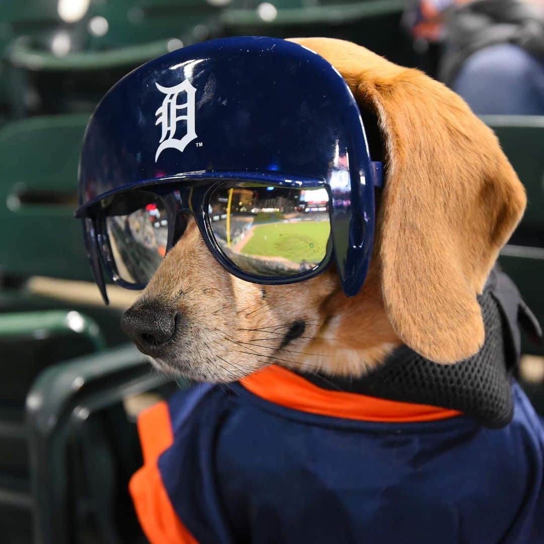 デトロイト・タイガースさんのインスタグラム写真 - (デトロイト・タイガースInstagram)「Baseball is better with dogs. Thank you for coming to our TED Talk. #InternationalDogDay」8月27日 2時58分 - tigers