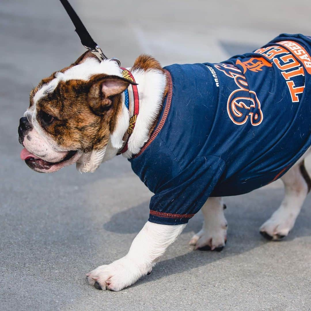 デトロイト・タイガースさんのインスタグラム写真 - (デトロイト・タイガースInstagram)「Baseball is better with dogs. Thank you for coming to our TED Talk. #InternationalDogDay」8月27日 2時58分 - tigers