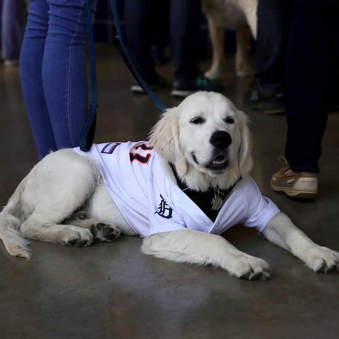 デトロイト・タイガースさんのインスタグラム写真 - (デトロイト・タイガースInstagram)「Baseball is better with dogs. Thank you for coming to our TED Talk. #InternationalDogDay」8月27日 2時58分 - tigers